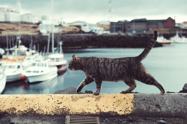 Comment programmer un voyage avec son chat ?