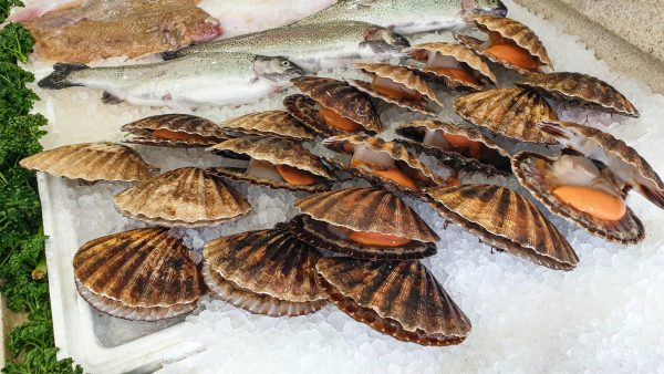 Qui peut pêcher des St-Jacques en Bretagne ?