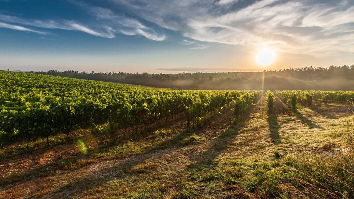 vineyard-gc34a451dc_1920