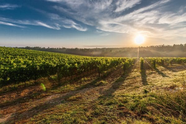 Où déguster du bon vin ?